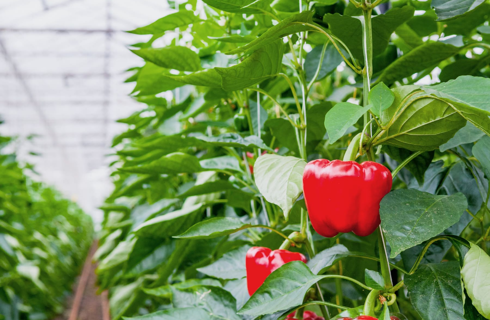 Bild einer roten Paprika an einer grünen Pflanze in einem Gewächshaus